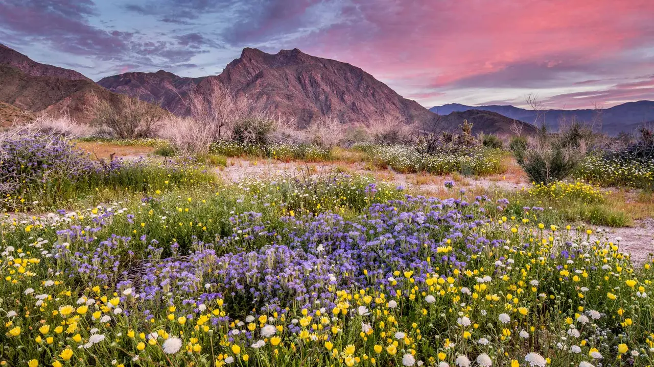 Where is this colorful desert?