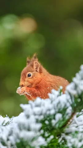 Eurasian red squirrel in Northumberland, England