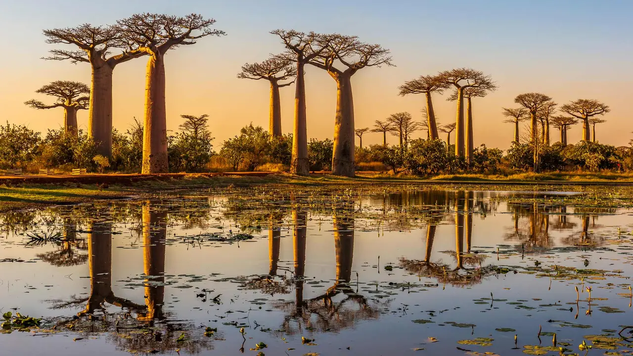 Bulevar Baobab