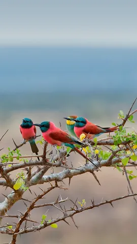 姆科马齐国家公园的北部胭脂红食蜂鸟和欧洲食蜂鸟，坦桑尼亚