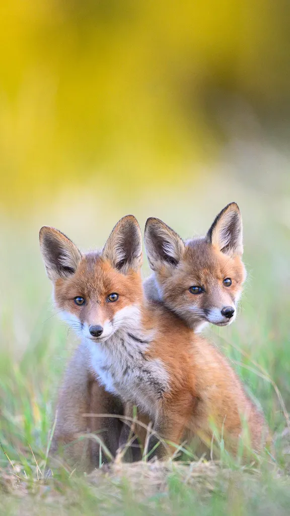 Two young red foxes at Karula National Park, Estonia