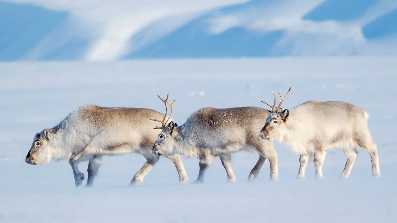 今日はクリスマス
