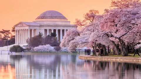 Cherry trees spring to life