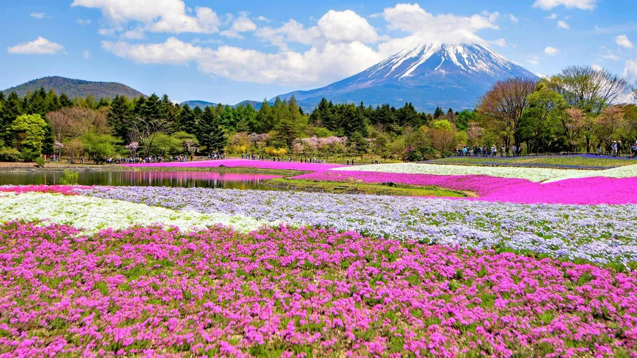 富士芝桜まつりが開催中