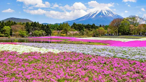 富士芝桜まつりが開催中