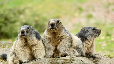 Mieux vaut tard que trop t&ocirc;t : parole de marmotte !
