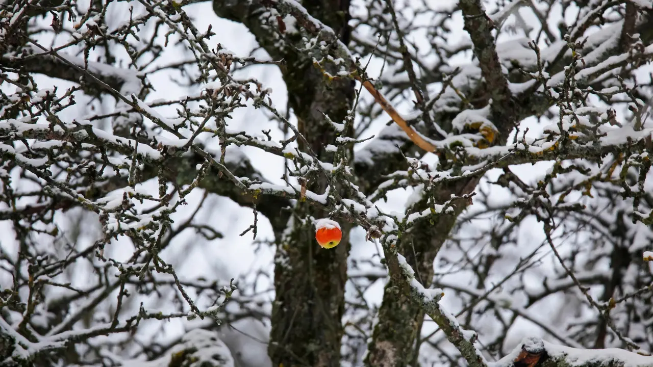 Ein Hauch von Rot im Winter