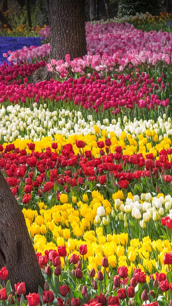 Tulips gone wild!
