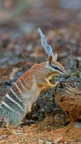 布鲁克顿的一只雌性袋食蚁兽，西澳大利亚州