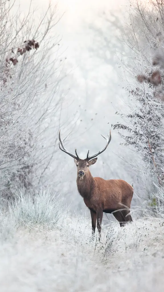 La noblesse du cerf