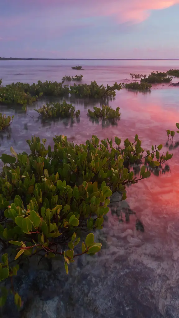 向伟大的红树林致敬！