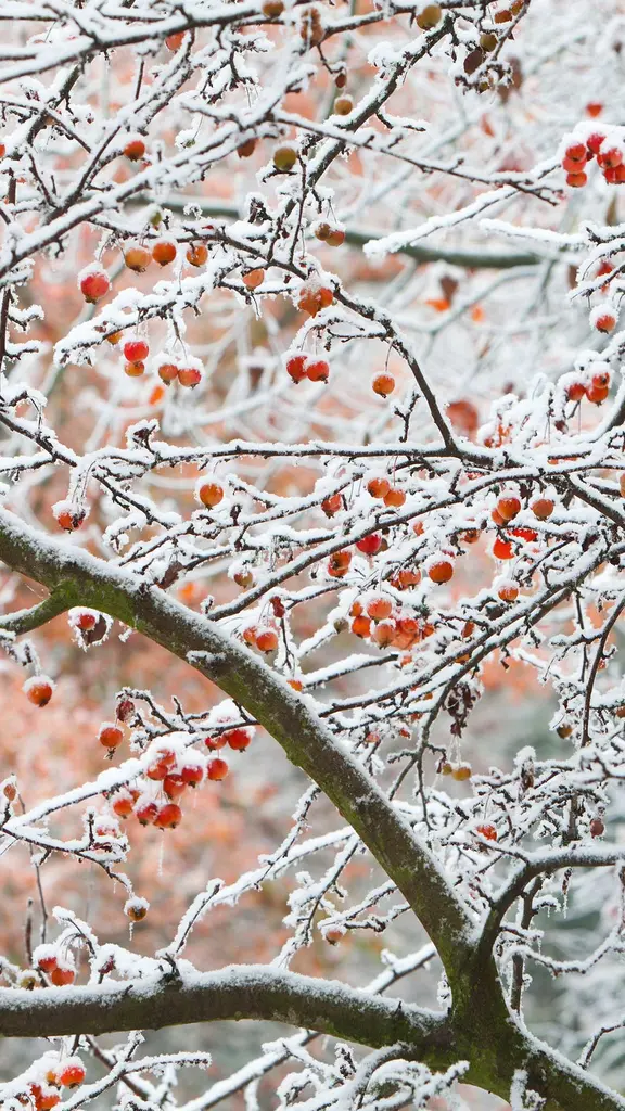 Ein Apfel heute, ein Apfel Morgen, und Sie sind frei von allen Sorgen!