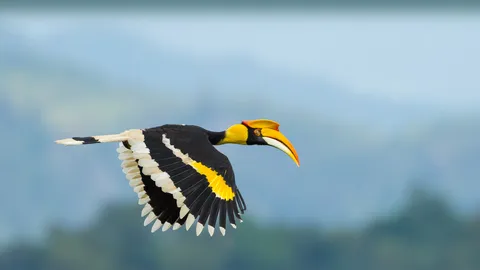 Majest&auml;tischer Vogel