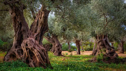 From the tree to the table