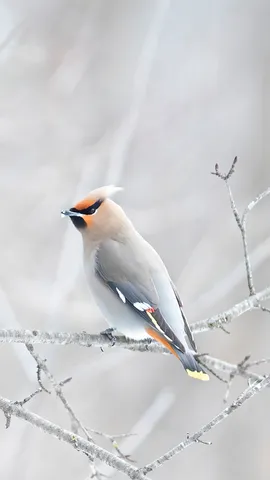 Feathered fashionistas