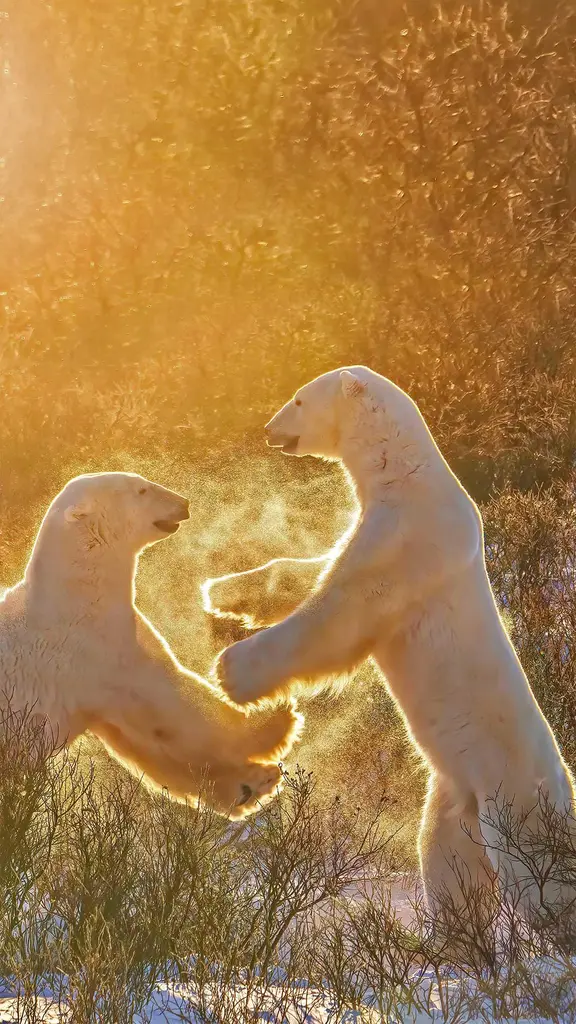 两只玩耍的北极熊，加拿大丘吉尔镇