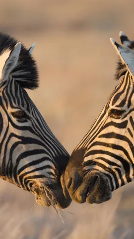 Love at first stripe