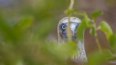 Blue-footed booby, Gal&aacute;pagos Islands, Ecuador