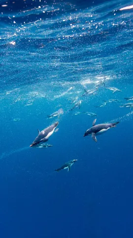 O Fabuloso Pinguim Macarr&atilde;o