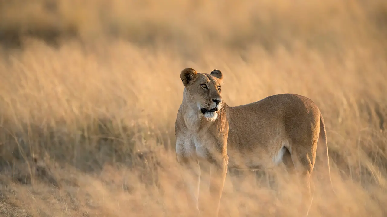Roar for a cause