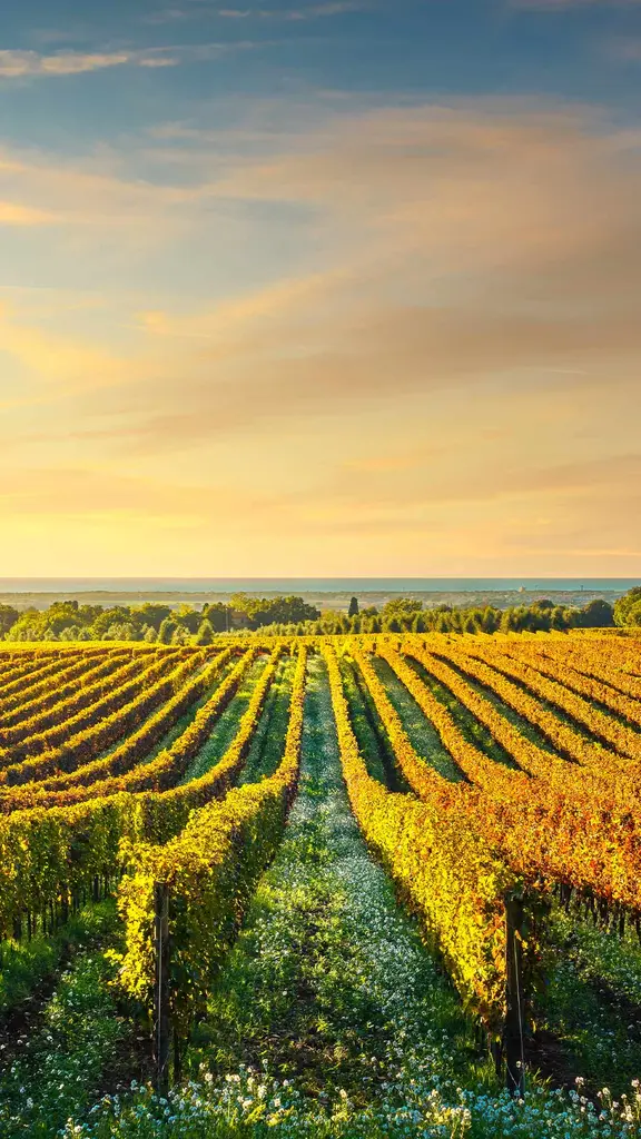 Un Mare di Vino?