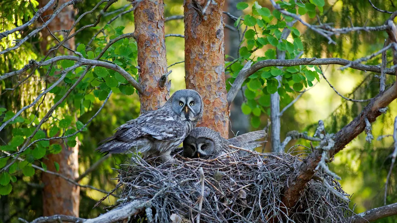 Whooo's home?
