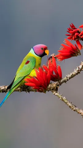 Head-turner in the treetops