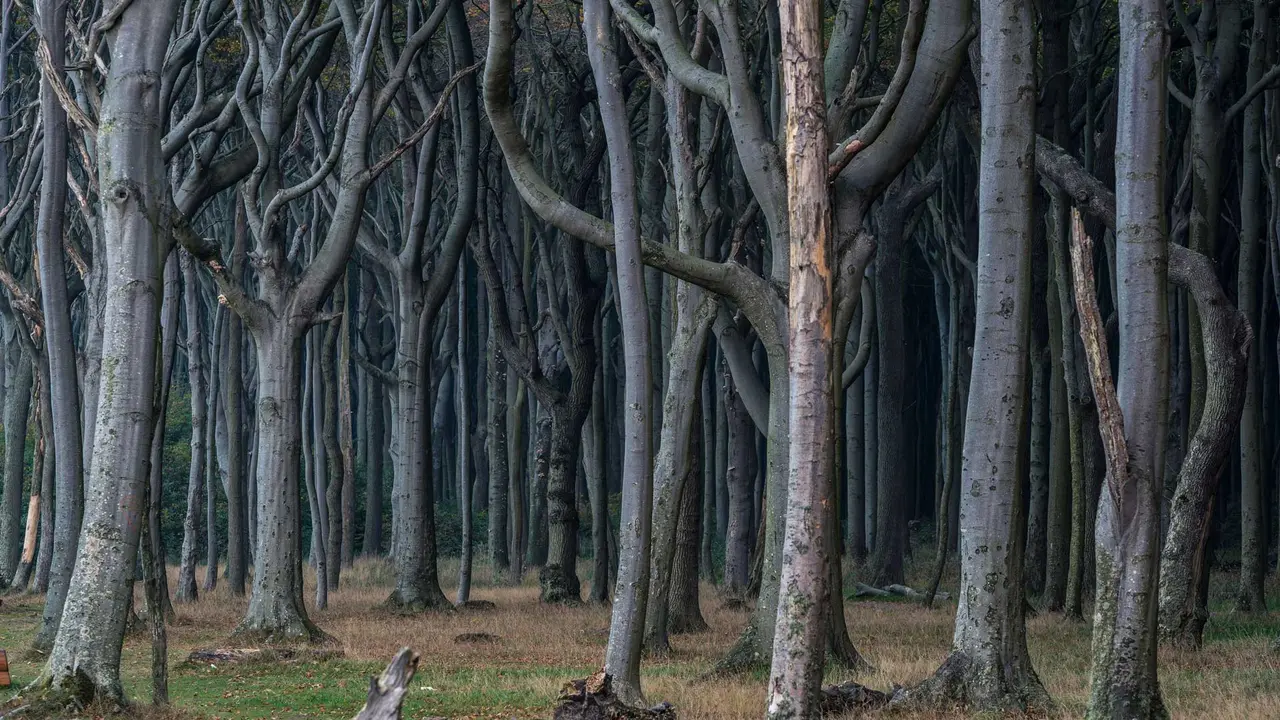Into the woods