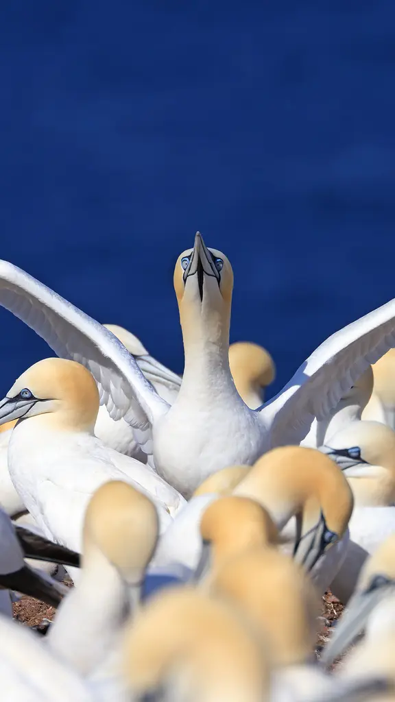 Wings wide open