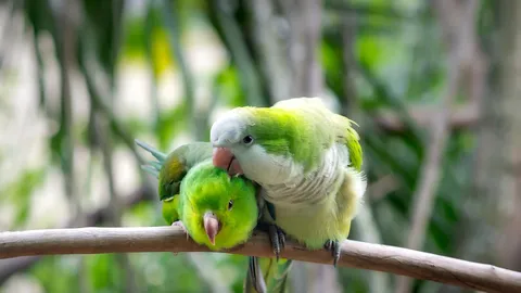 Eu sei que vou te amaaaaar