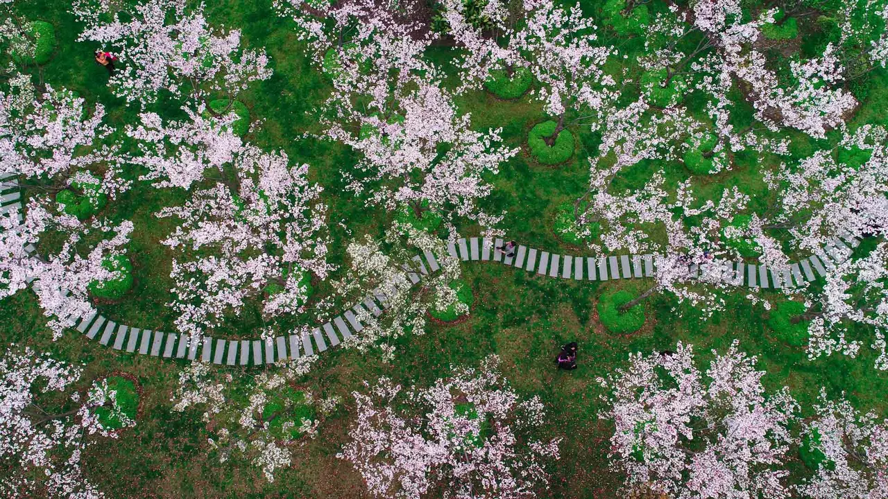 Um caminho atrav&eacute;s das p&eacute;talas