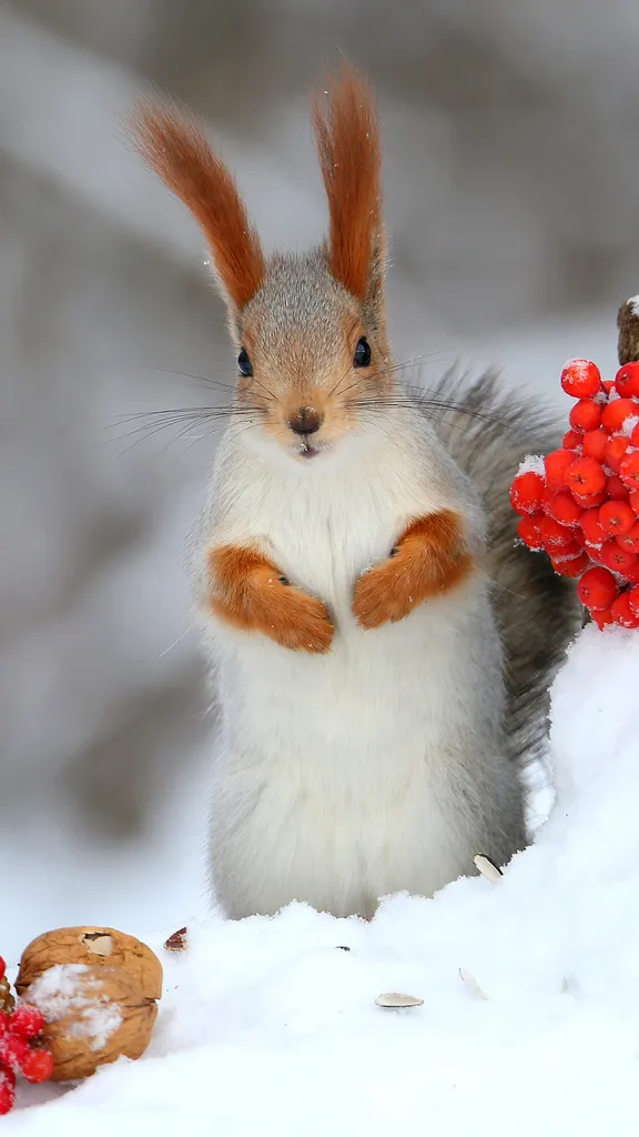 Ternura roja en el blanco invierno