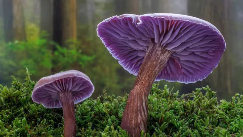 Los sabrosos del bosque