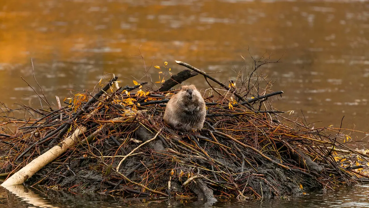 Le b&acirc;tisseur des rivi&egrave;res