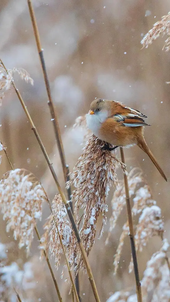 Fl&uuml;gel der Treue