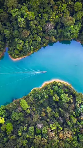 A jungle adventure