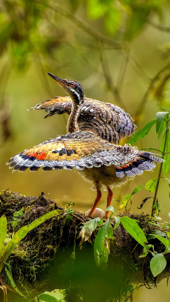 Une parade haute en couleurs
