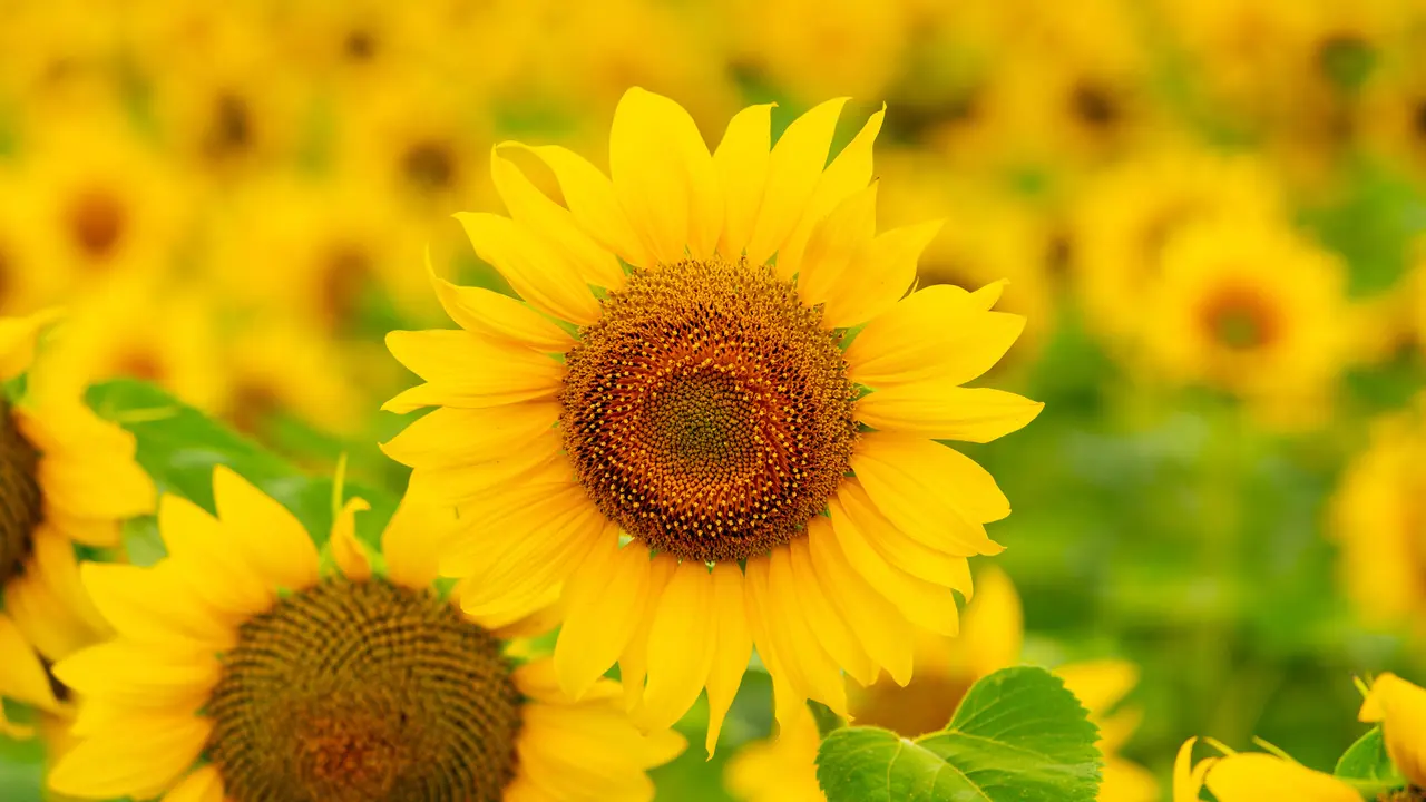 Hello yellow!