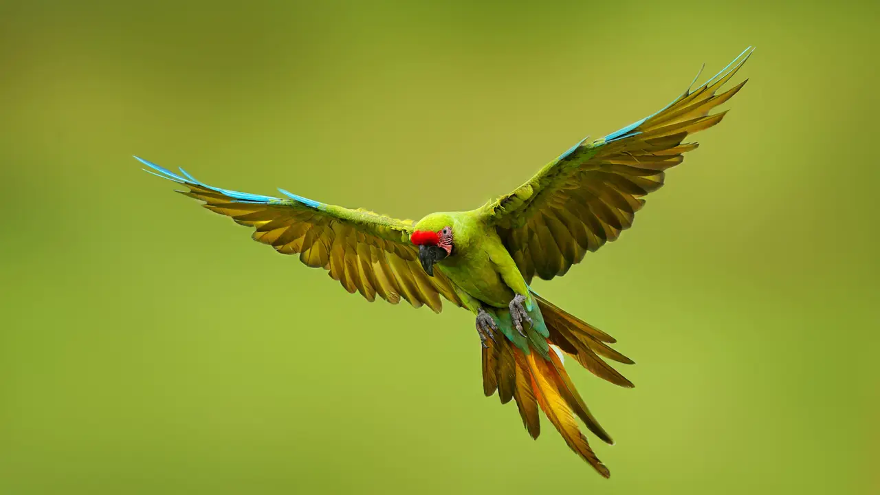 Celebrate saving species