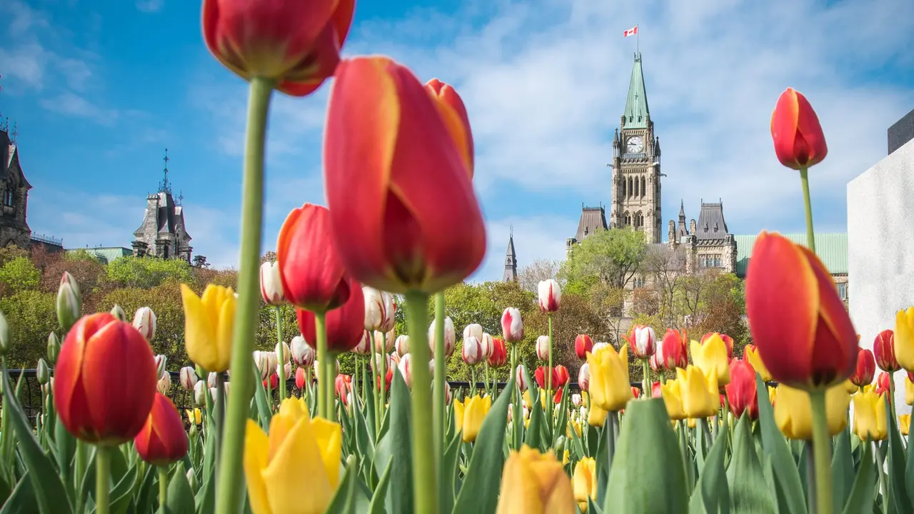 It's tulip season