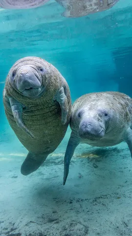 Flutuar &eacute; viver