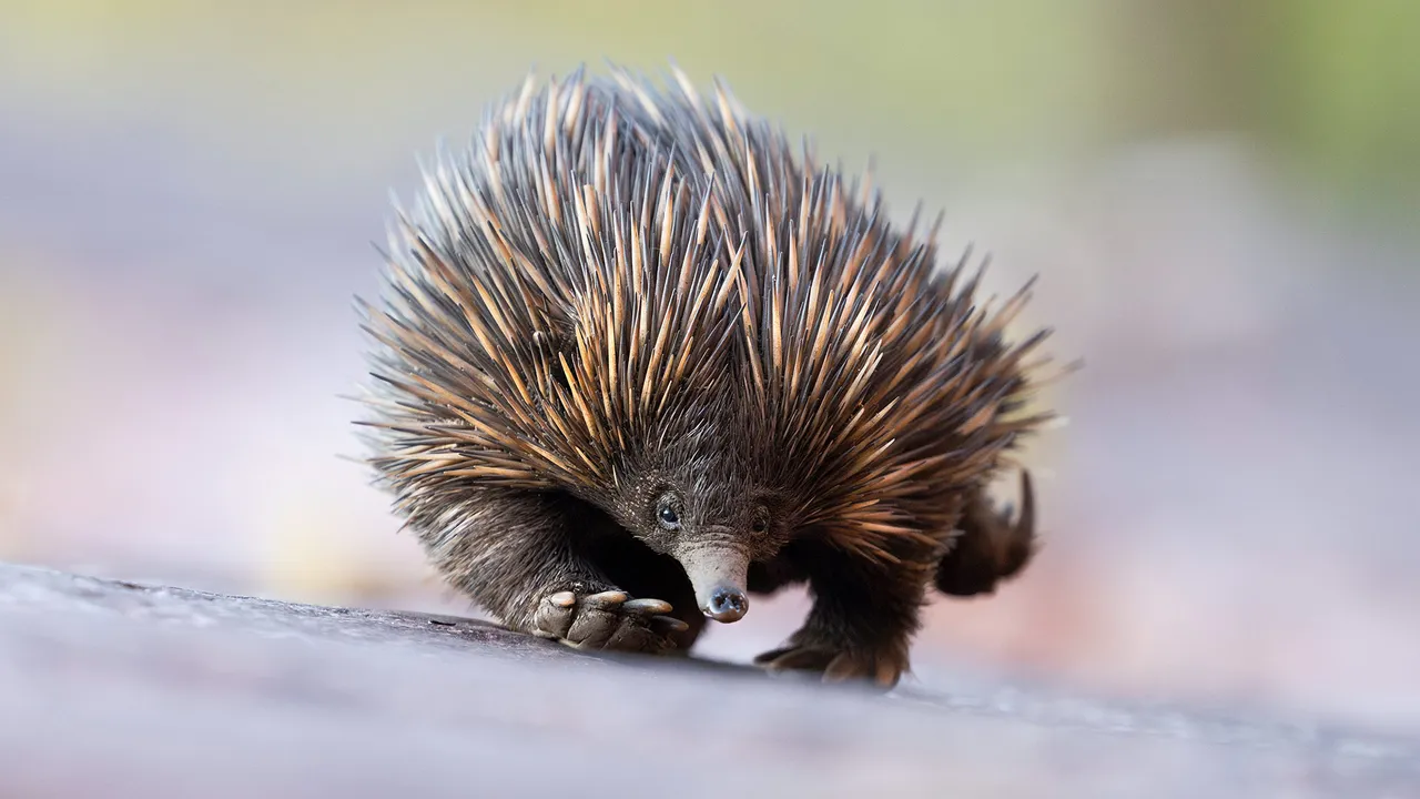 Um animal espetacular