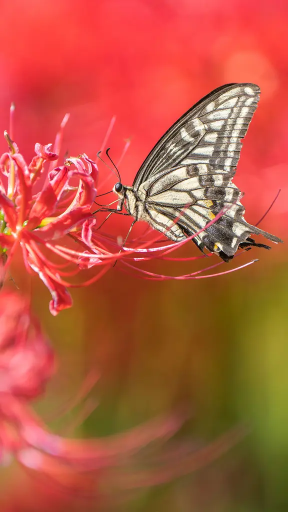 Let the pollinating games begin!