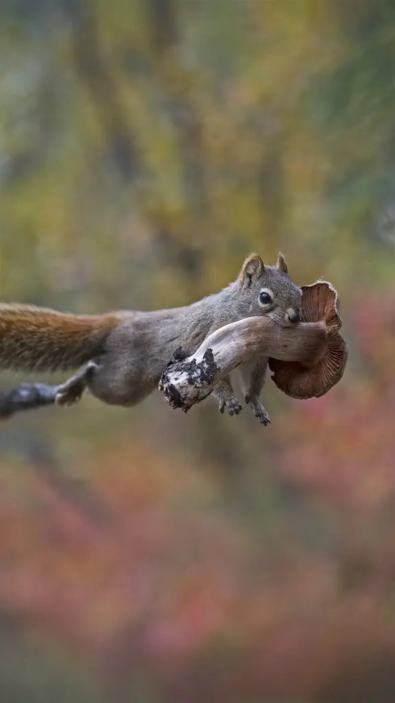 一只有趣的小家伙