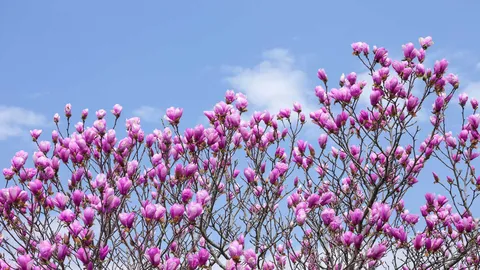 春を告げる紫の花