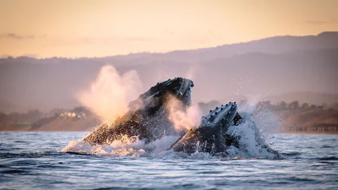 Humpback whales in Monterey Bay, California, USA