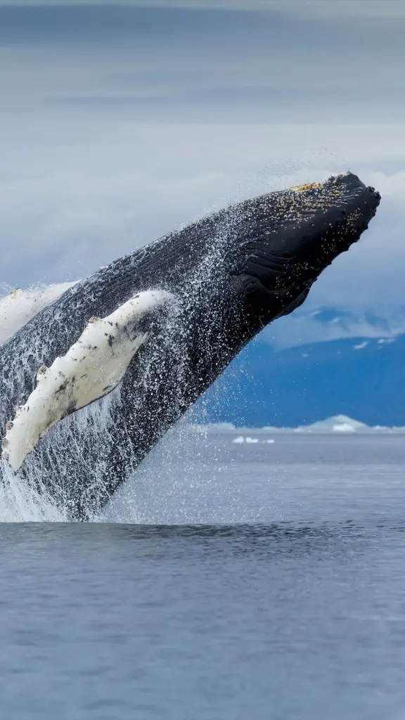 今年は ESA 制定 50 周年