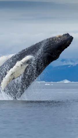 Saindo da lista de amea&ccedil;ados