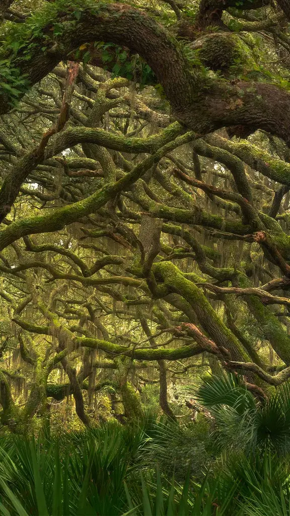 Maritime forest in Cumberland Island National Seashore, Georgia, United States