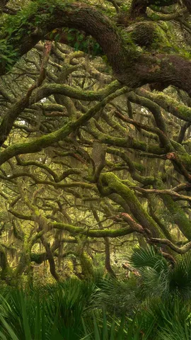 Maritime forest in Cumberland Island National Seashore, Georgia, United States
